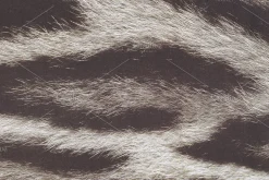 Fur Textures