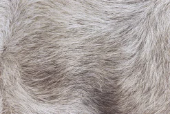 Fur Textures
