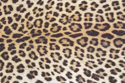 Fur Textures