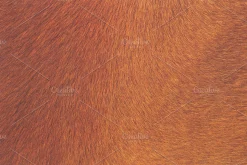 Fur Textures
