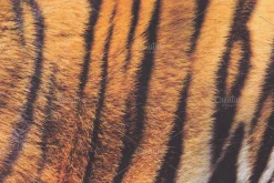 Fur Textures