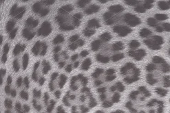 Fur Textures