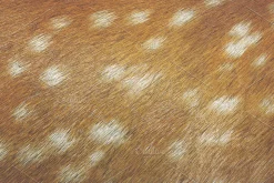 Fur Textures
