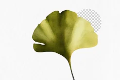 Ginkgo leaves Watercolor Clipart PNG