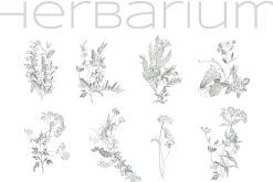 Herbarium. Pencil sketches