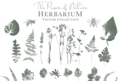 Herbarium: Vector Labels