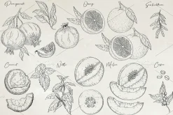 Herbs & Fruits hand drawn collection