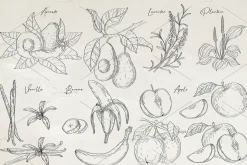 Herbs & Fruits hand drawn collection