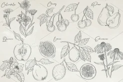 Herbs & Fruits hand drawn collection