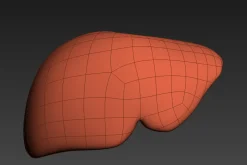 Human liver