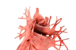 Human heart animated v3