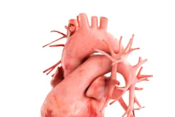 Human heart animated v3