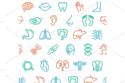 Human Organs Pattern Background