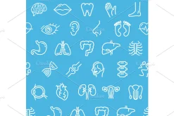 Human Organs Pattern Background