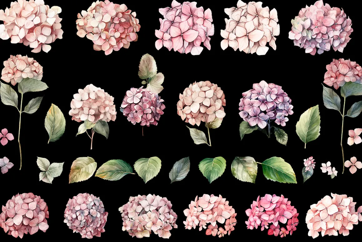 Hydrangea clipart, Watercolor floral