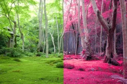 454 Infrared Fantasy Pro LUTs