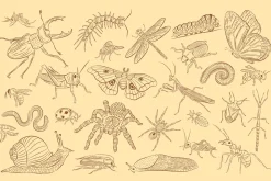 Insects Illustrations