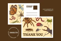 Insects Illustrations