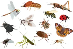Insects vector set