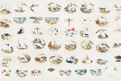300+ Joris Hoefnagel Mega Bundle