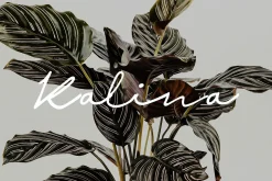 KALINA - Keynote Brand Guidelines