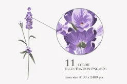 34 Lavender branch and bouquet
