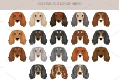 Long haired Dachshund clipart