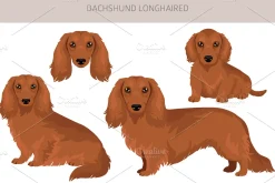 Long haired Dachshund clipart