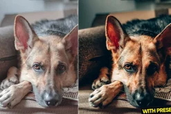 Love Dogs Presets for Lightroom