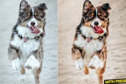 Love Dogs Presets for Lightroom