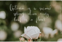 Lovely Day Script