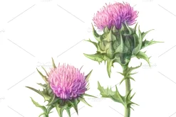 Milk Thistle Pencil Illustration