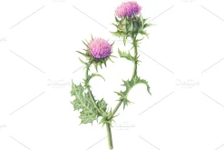 Milk Thistle Pencil Illustration