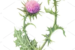 Milk Thistle Pencil Illustration