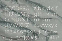 MOCCEL TYPEFACE