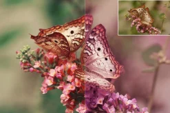 Nature Photoshop Actions