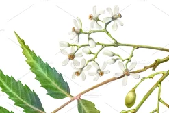 Neem Color Pencil Illustration