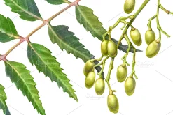 Neem Color Pencil Illustration