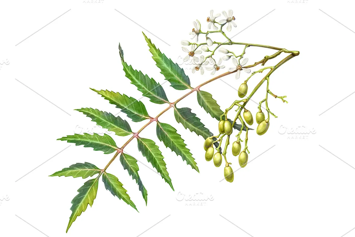 Neem Color Pencil Illustration