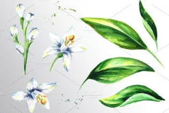 Neroli. Watercolor collection