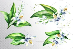 Neroli. Watercolor collection