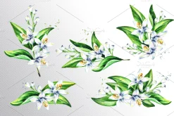 Neroli. Watercolor collection