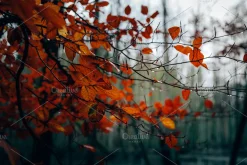 100+ New Hi-Res Autumn Photos