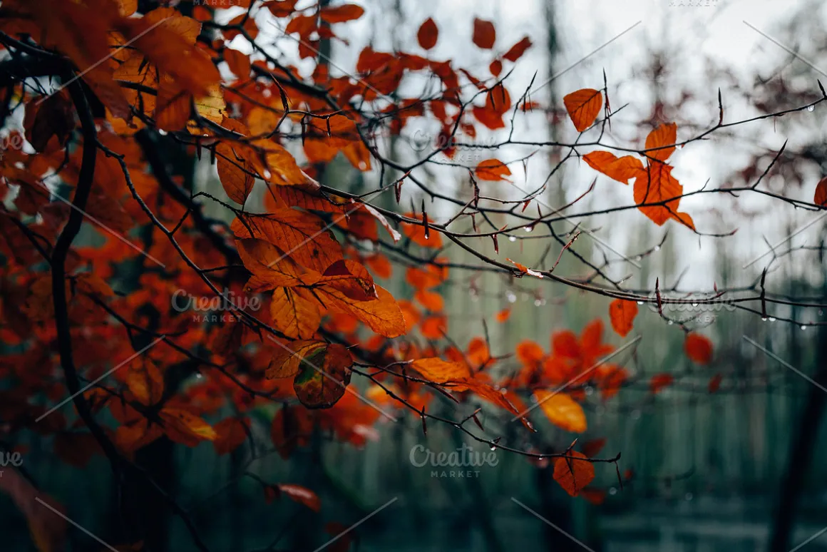 100+ New Hi-Res Autumn Photos