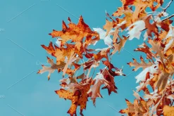 100+ New Hi-Res Autumn Photos