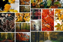 100+ New Hi-Res Autumn Photos