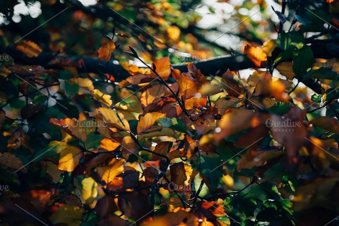 100+ New Hi-Res Autumn Photos