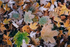 100+ New Hi-Res Autumn Photos