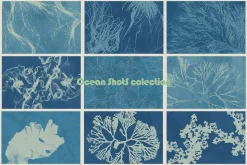 Ocean Shots hand drawn backgrounds