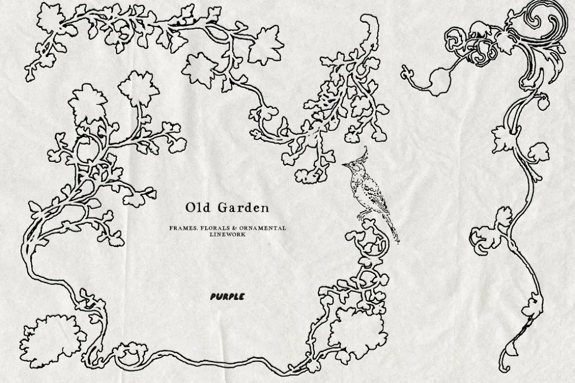 Old Garden: Botanical Linework
